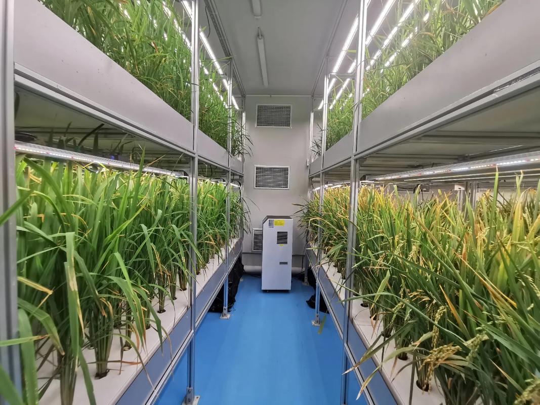 成都天府新区植物工厂.水稻不需要田地,工厂化流水线生产.中国